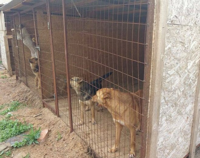 Приют рич саратов. Приют для бездомных собак. Собачий приют в балаково. Собачий приют поморие. Назарово приют для собак четыре лапы.